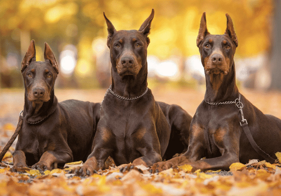 Doberman Kulak Aparatı ve Kullanılması Gereken Ürün Rehberi