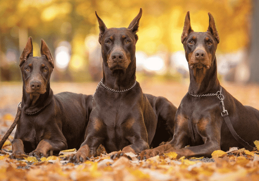 Doberman Kulak Aparatı ve Kullanılması Gereken Ürün Rehberi