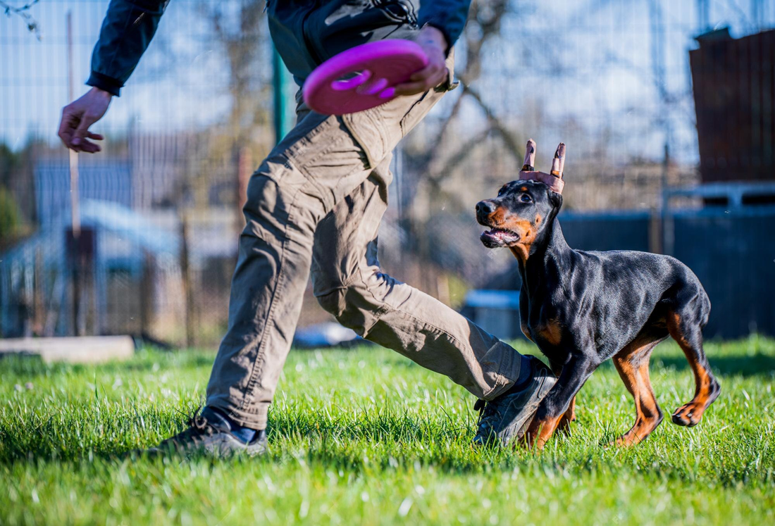 Köpek Eğitimi Rehberi | Temel, İleri ve Tuvalet Eğitimi Programları ve Fiyatları | Petsvora